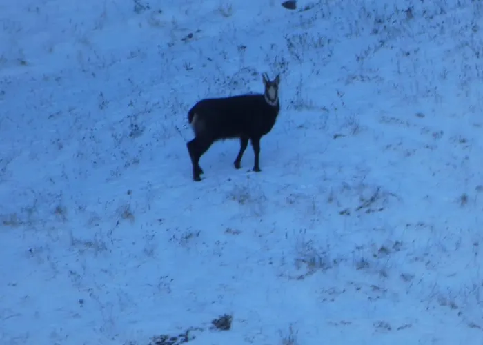 Seebergalmhuette 公寓 *